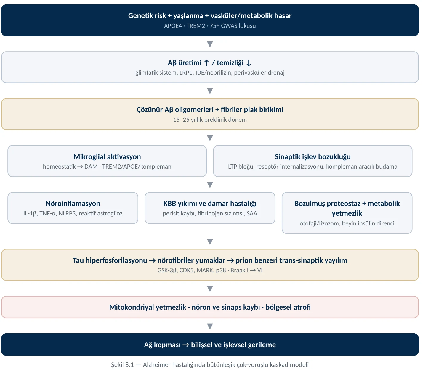 Şekil 8.1 — Alzheimer hastalığında bütünleşik çok-vuruşlu kaskad modeli